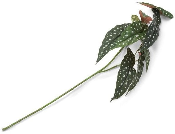 Begonia Maculata Spray - 90 cm Coco Maison FLOWERS Lowik Wonen & Slapen