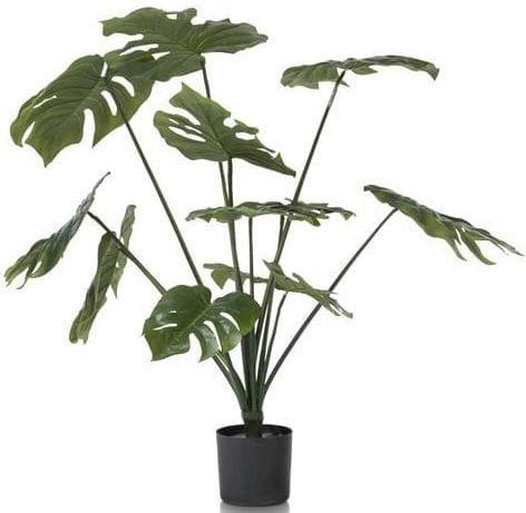 Monstera plant - 80 cm
