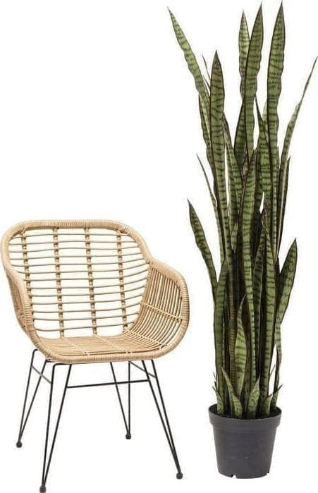 Deco Plant Sansewieria 155cm 60718 Decoratieve plant: weinig onderhoud ..... Deze decoratieve plant heeft geen water of zonlicht nodig, maar hij ziet er echt stijlvol uit en zorgt voor coole combinaties. Perfect voor ongedwongen arrangementen in ongebruikte hoeken van de kamer en overal waar u uw wens om te versieren wilt uiten. Geeft een onmiddellijke boost van frisheid voor het interieur van uw huis. Andere versies ook beschikbaar. Kare Design