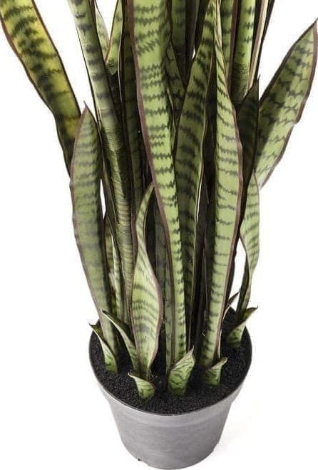 Deco Plant Sansewieria 155cm 60718 Decoratieve plant: weinig onderhoud ..... Deze decoratieve plant heeft geen water of zonlicht nodig, maar hij ziet er echt stijlvol uit en zorgt voor coole combinaties. Perfect voor ongedwongen arrangementen in ongebruikte hoeken van de kamer en overal waar u uw wens om te versieren wilt uiten. Geeft een onmiddellijke boost van frisheid voor het interieur van uw huis. Andere versies ook beschikbaar. Kare Design