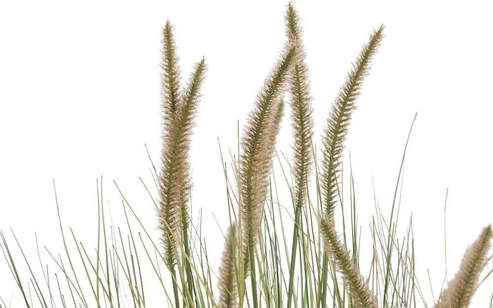 COCO maison Pennisetum grass plant H99cm Kunstbloem