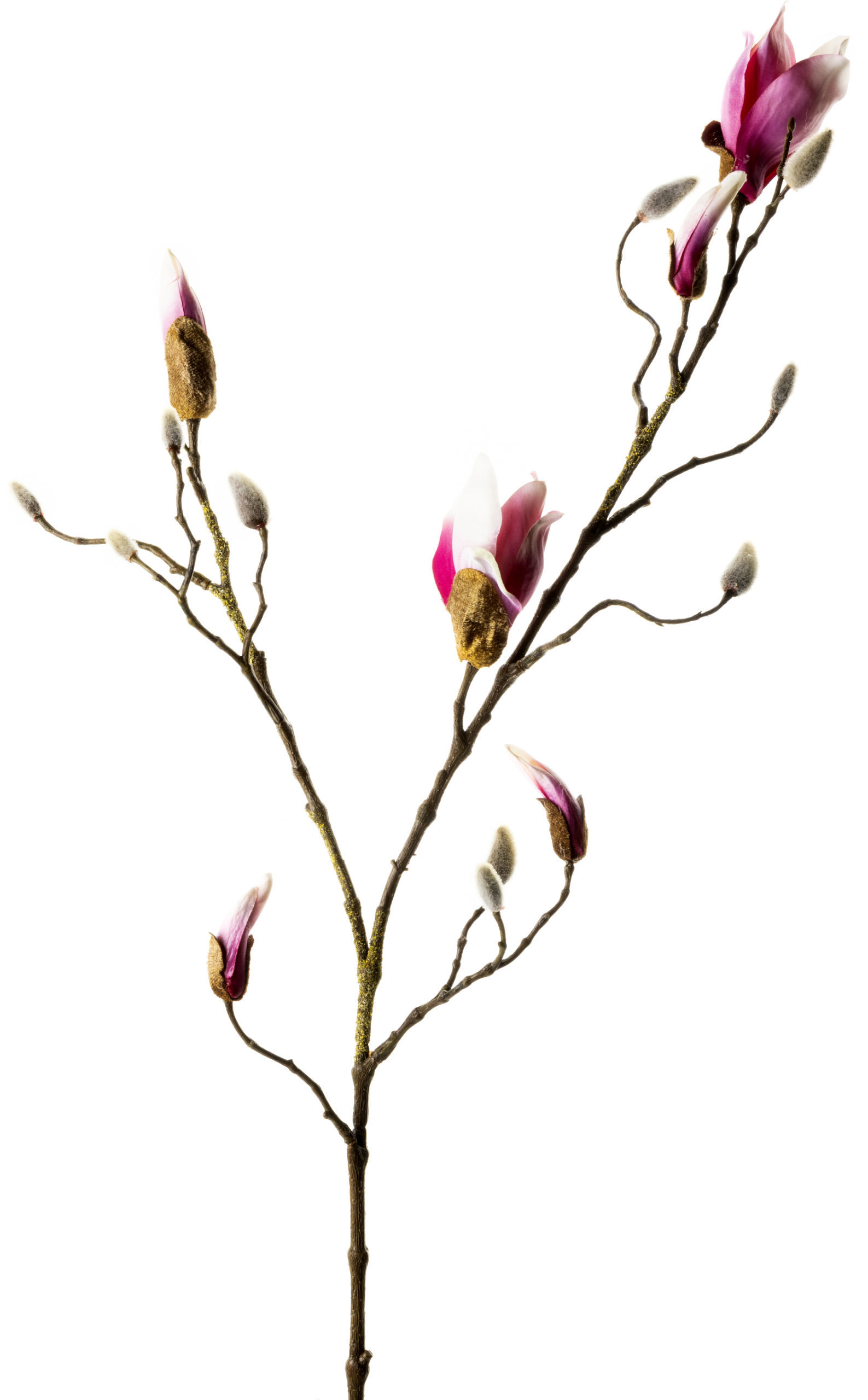 Magnolia knop tak - roze
