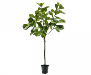 Ficus Groen  - 254cm Silk-ka Kunstplant Silk-ka-131625