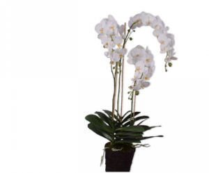 Orchidee I/pot Wt/gl  - 128cm Silk-ka Kunstplant Silk-ka-133232