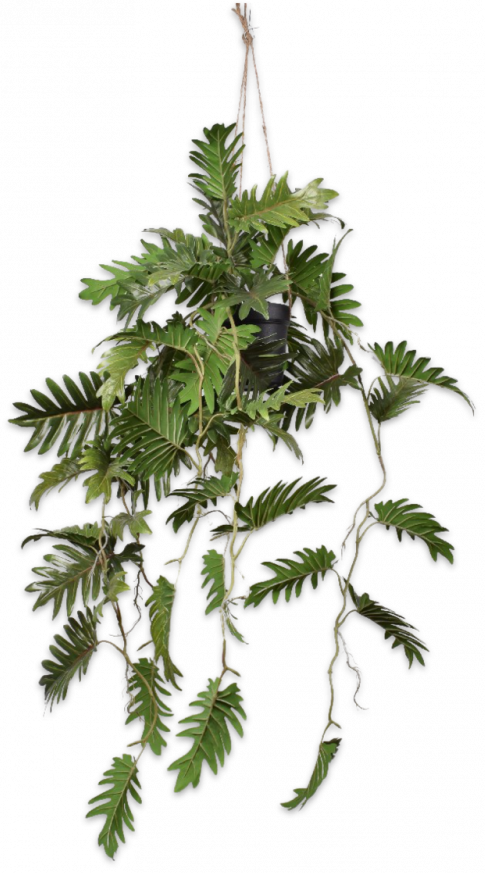 Philodendron Hang Groen  - 104cm Silk-ka Kunstplant Silk-ka-138967
