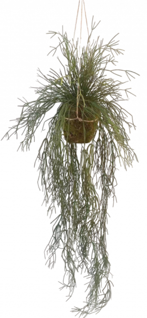 Plant Hang Cactus Groen  - 165cm Silk-ka Kunstplant Silk-ka-141443