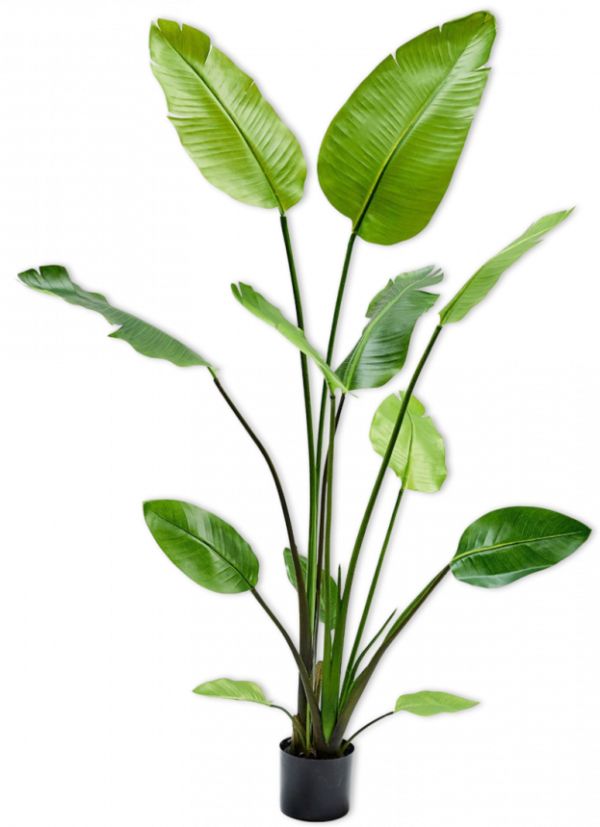 Strelitzia Groen  - 150cm Silk-ka Kunstplant Silk-ka-118572
