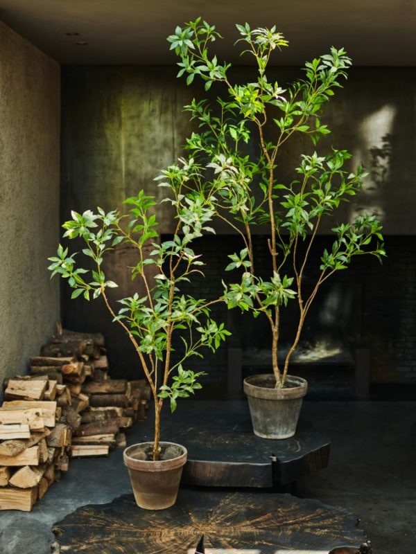 Plant Groen  - 150cm Silk-ka Kunstplant Silk-ka-144227