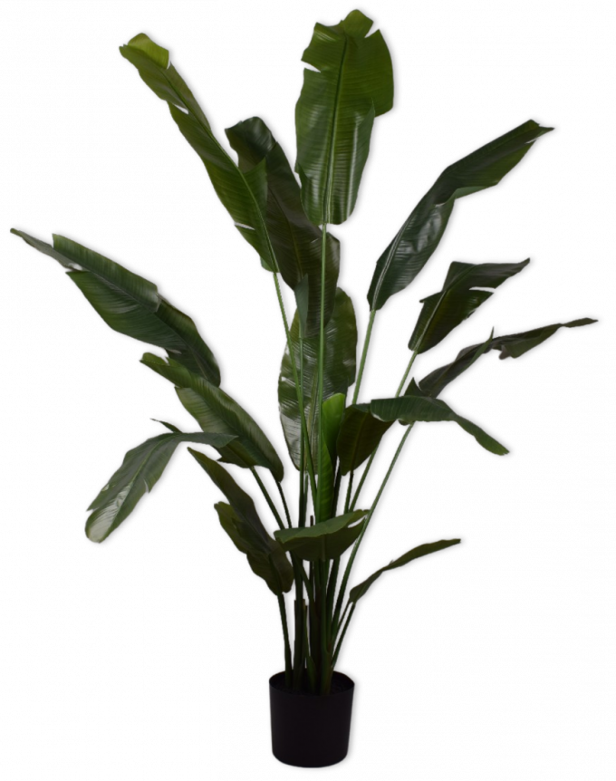Strelitzia Groen  - 180cm Silk-ka Kunstplant Silk-ka-144001