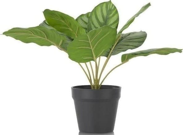 COCO maison Calathea Orbifolia 45cm kunstplant Groen Kunstbloem