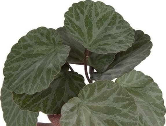 COCO maison Saxifrage Mini Bush 13cm kunstbloem Groen Kunstbloem