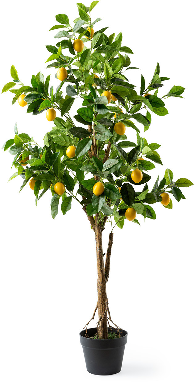 Feelings Wonen meubelen Citrus limon L sierplant Naturel Woonaccessoire