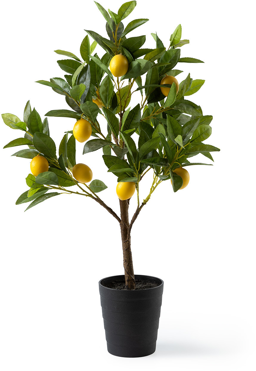 Feelings Wonen meubelen Citrus limon S sierplant Naturel Woonaccessoire