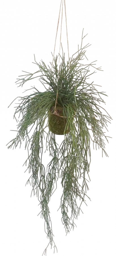 Decoratie hangplant lente