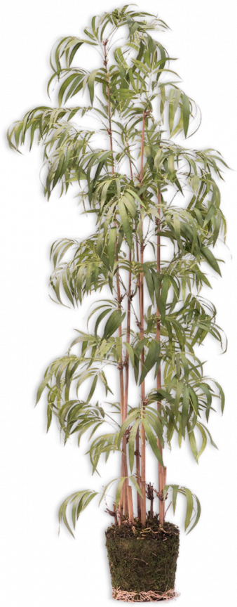 Bamboegroen - 205cm Silk-ka kunstbloemen en planten Kunstplant Silk-ka-123862