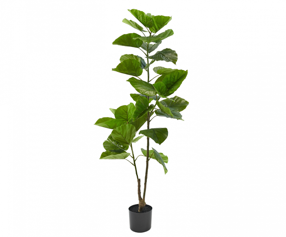 Ficusgroen - 150cm Silk-ka kunstbloemen en planten Kunstplant Silk-ka-150704