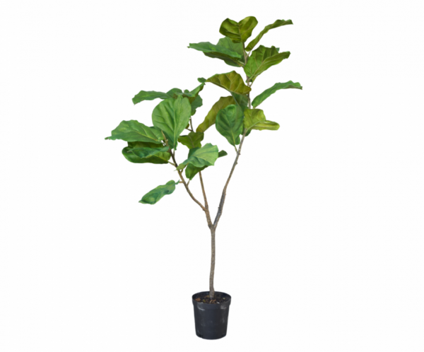 Ficusgroen - 151cm Silk-ka kunstbloemen en planten Kunstplant Silk-ka-145905