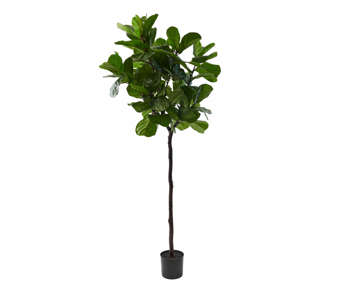 Ficusgroen - 210cm Silk-ka kunstbloemen en planten Kunstplant Silk-ka-150707