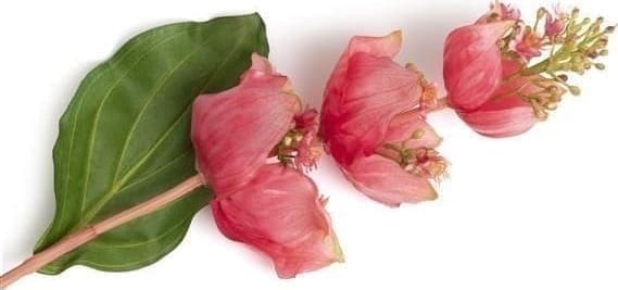 COCO maison Medinilla Spray kunstbloem H110cm Oranje Kunstbloem