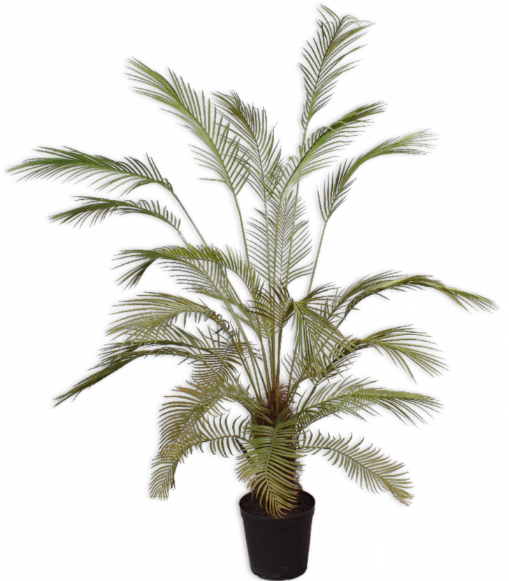 Palmgroen - 182cm Silk-ka kunstbloemen en planten Kunstplant Silk-ka-138356