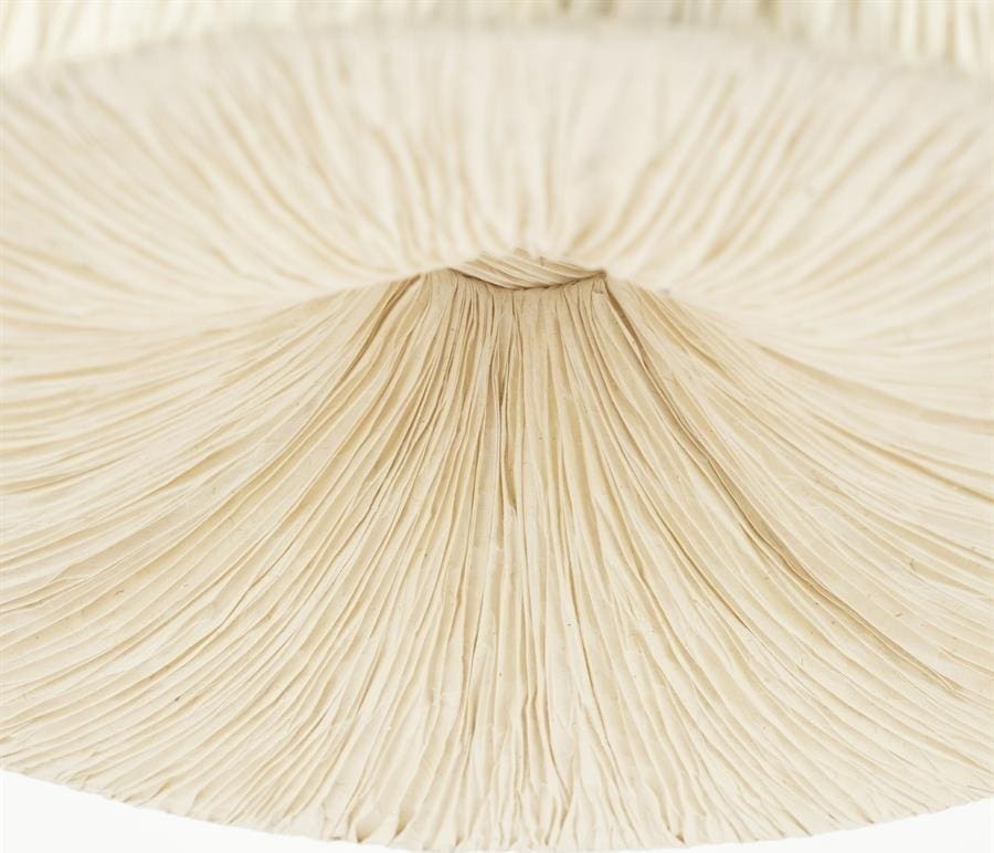 Hanglamp Lokta 1 By-Boo Hanglamp 240137