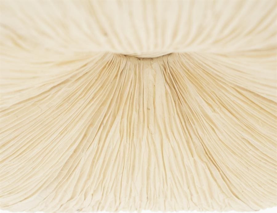 Hanglamp Lokta 2 By-Boo Hanglamp 240138