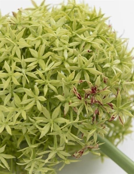 Allium spray kunstbloem H90cm - Afbeelding 3