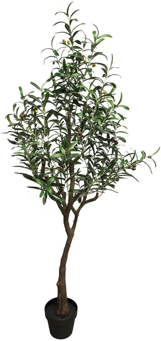 INHOUSE Plant Olijf groen Groen Woonaccessoire